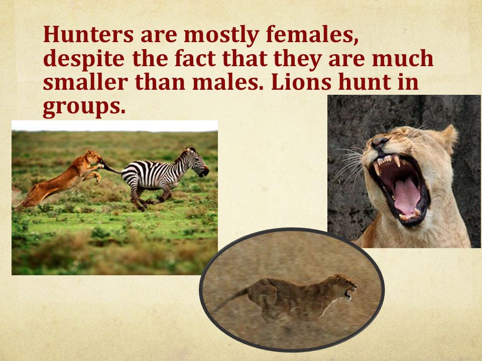 Hunters are mostly females, despite the fact that they are much smaller than males.