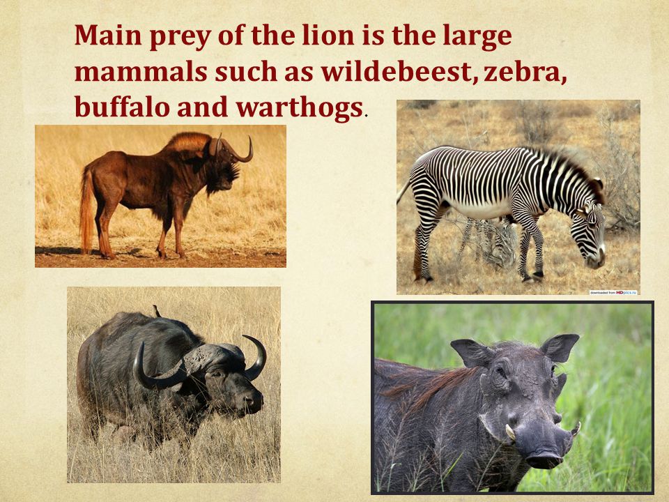 Main prey of the lion is the large mammals such as wildebeest, zebra, buffalo and warthogs.