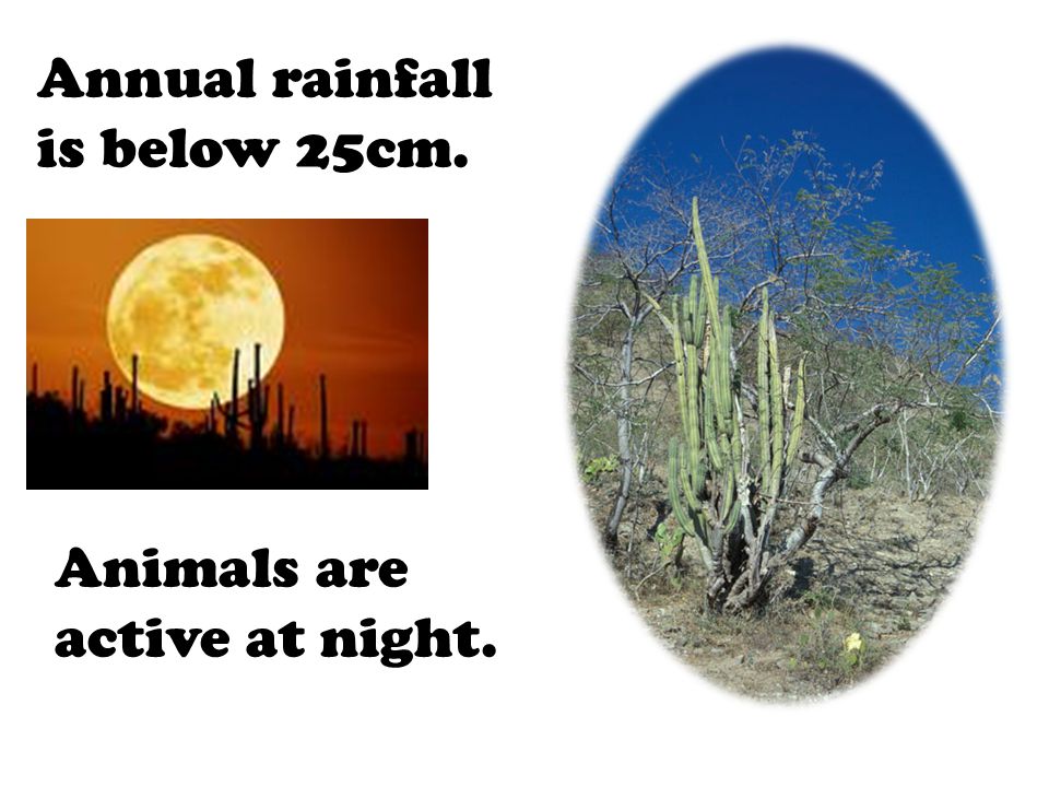 Annual rainfall is below 25cm. Animals are active at night.