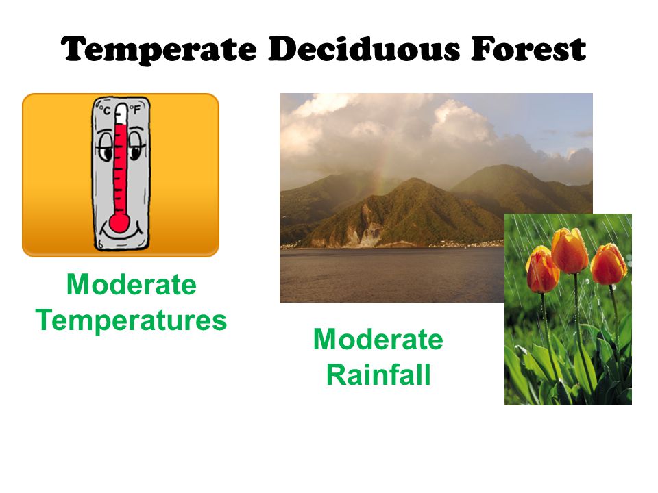 Temperate Deciduous Forest Moderate Temperatures Moderate Rainfall