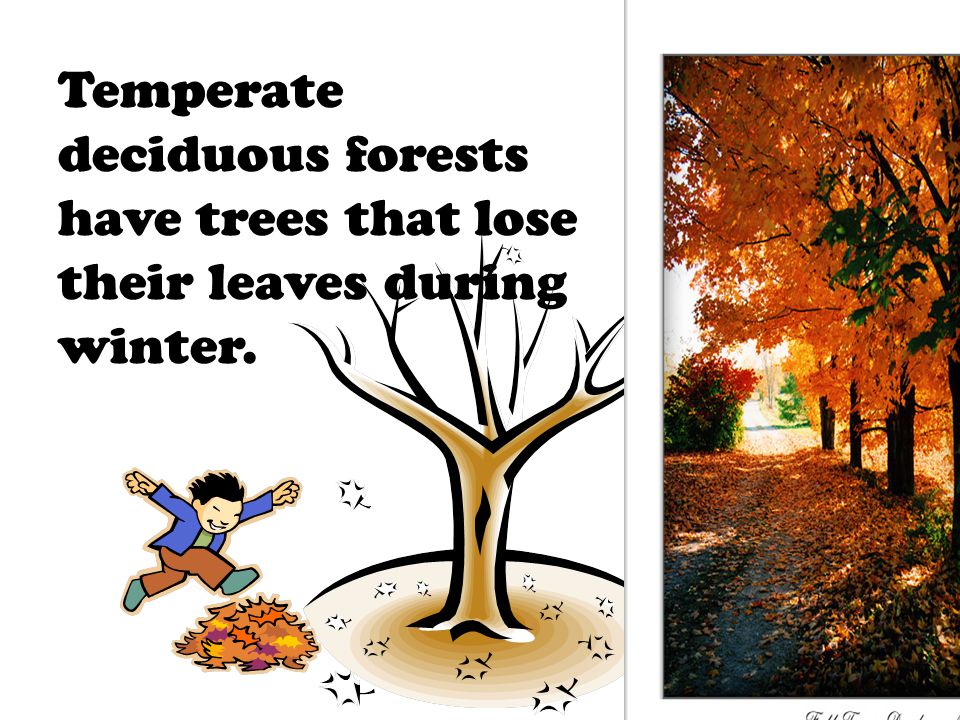 Temperate deciduous forests have trees that lose their leaves during winter.
