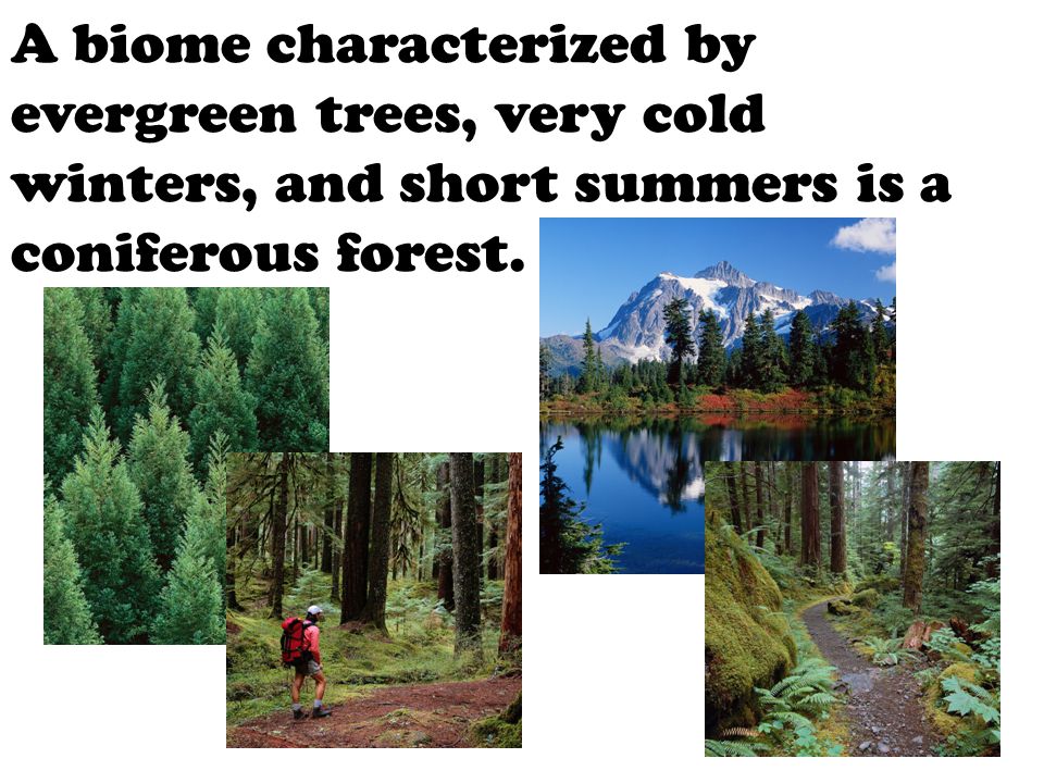 A biome characterized by evergreen trees, very cold winters, and short summers is a coniferous forest.