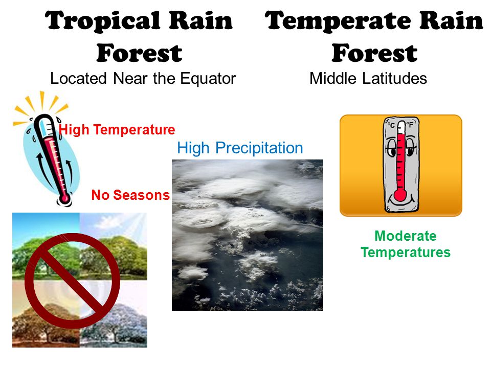 Tropical Rain Forest Located Near the Equator High Precipitation No Seasons Temperate Rain Forest Middle Latitudes High Temperature Moderate Temperatures