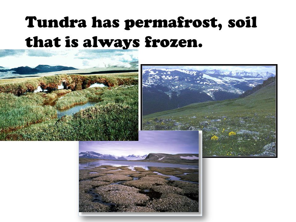 Tundra has permafrost, soil that is always frozen.