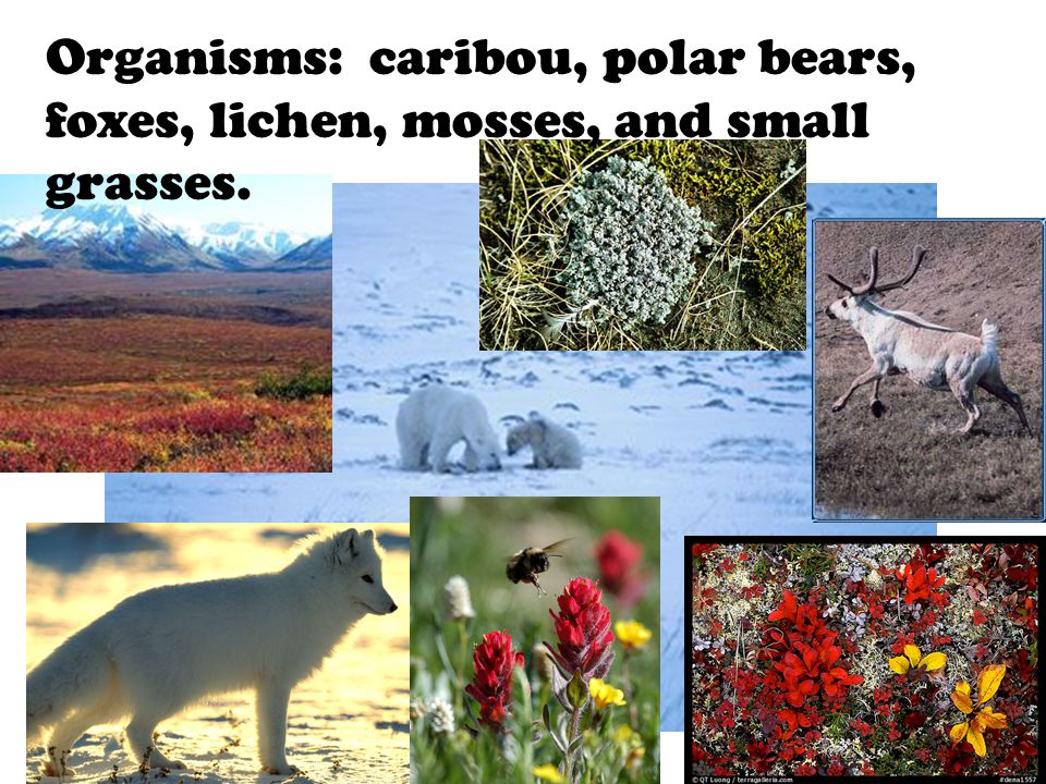Organisms: caribou, polar bears, foxes, lichen, mosses, and small grasses.