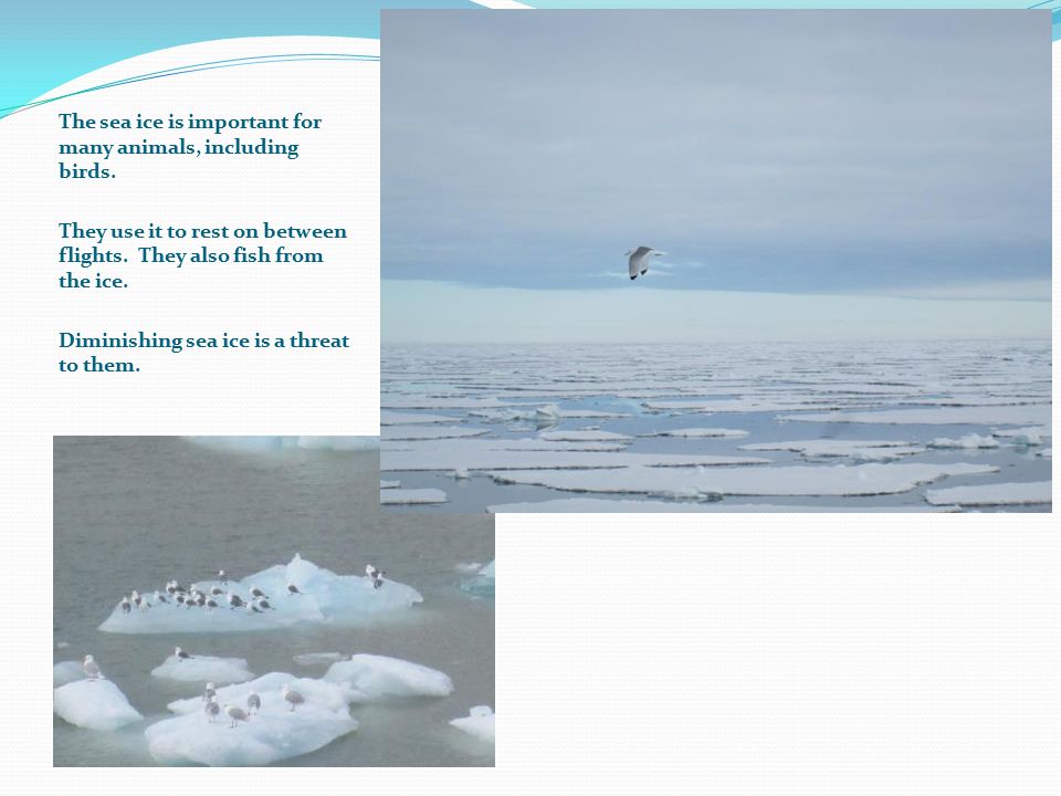 The sea ice is important for many animals, including birds.