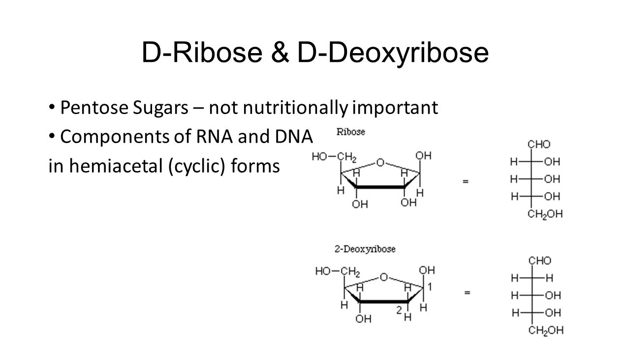 D-Ribose & D-Deoxyribose Pentose Sugars – not nutritionally important Components of RNA and DNA in hemiacetal (cyclic) forms