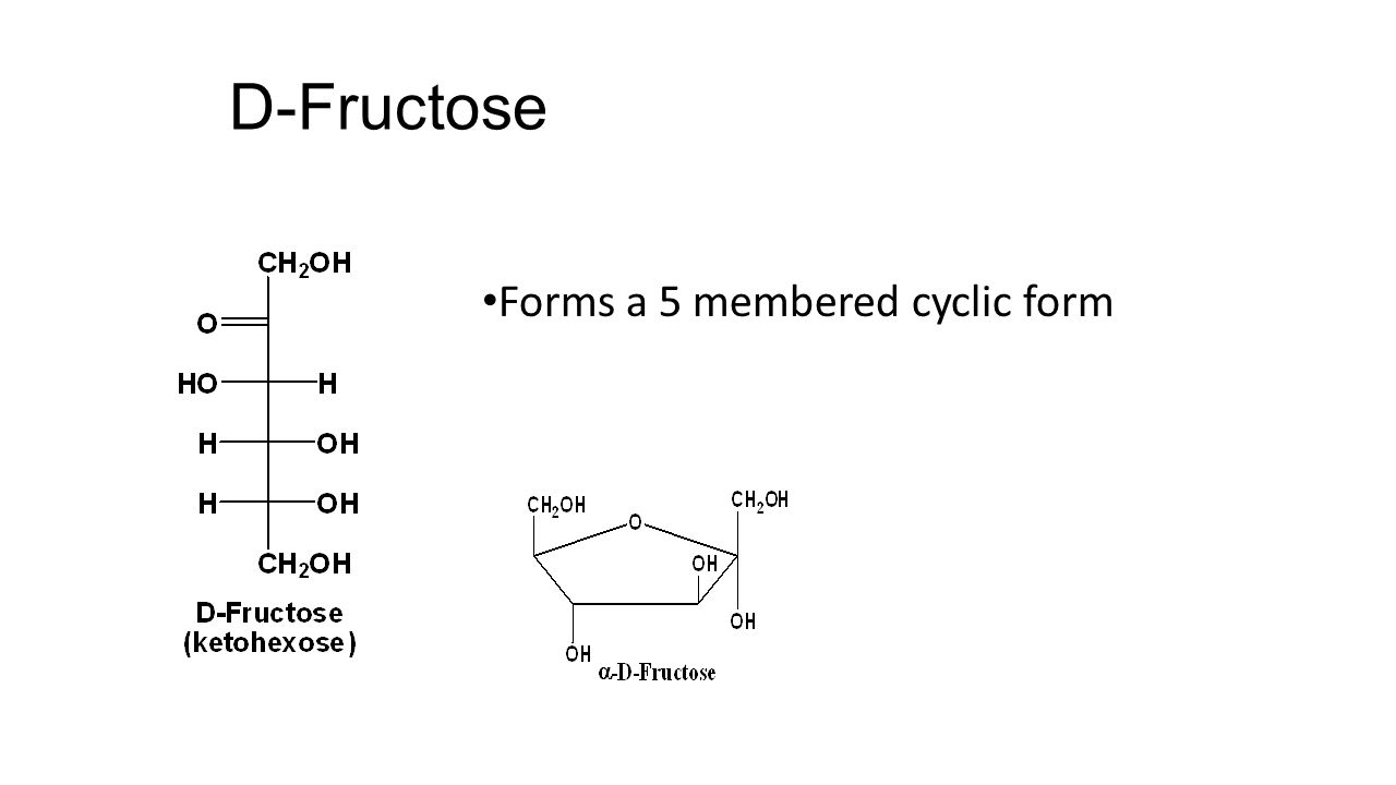 D-Fructose Forms a 5 membered cyclic form