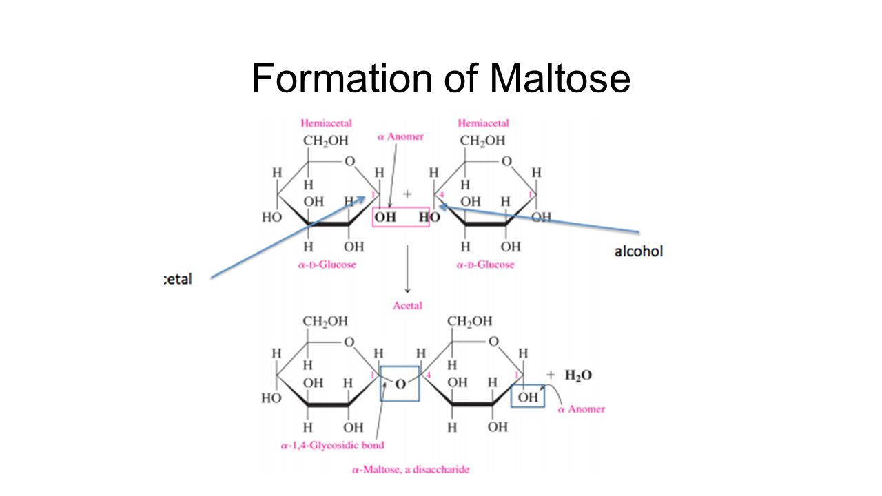 Formation of Maltose