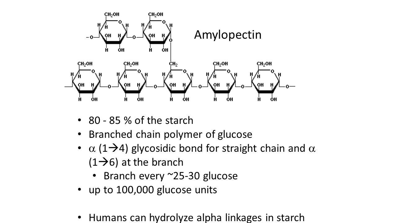Amylopectin % of the starch Branched chain polymer of glucose  (1  4) glycosidic bond for straight chain and  (1  6) at the branch Branch every ~25-30 glucose up to 100,000 glucose units Humans can hydrolyze alpha linkages in starch