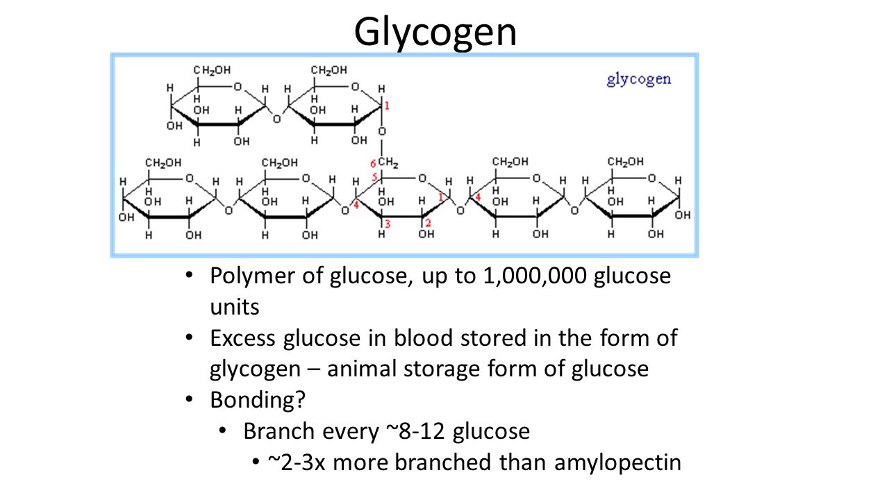 Glycogen Polymer of glucose, up to 1,000,000 glucose units Excess glucose in blood stored in the form of glycogen – animal storage form of glucose Bonding.