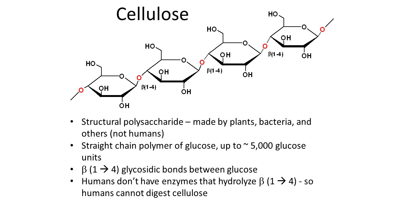 Cellulose Structural polysaccharide – made by plants, bacteria, and others (not humans) Straight chain polymer of glucose, up to ~ 5,000 glucose units  (1  4) glycosidic bonds between glucose Humans don’t have enzymes that hydrolyze  (1  4) - so humans cannot digest cellulose