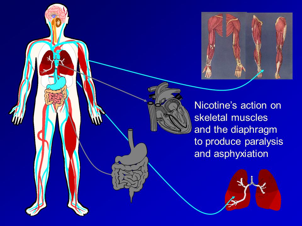 Nicotine’s action on skeletal muscles and the diaphragm to produce paralysis and asphyxiation