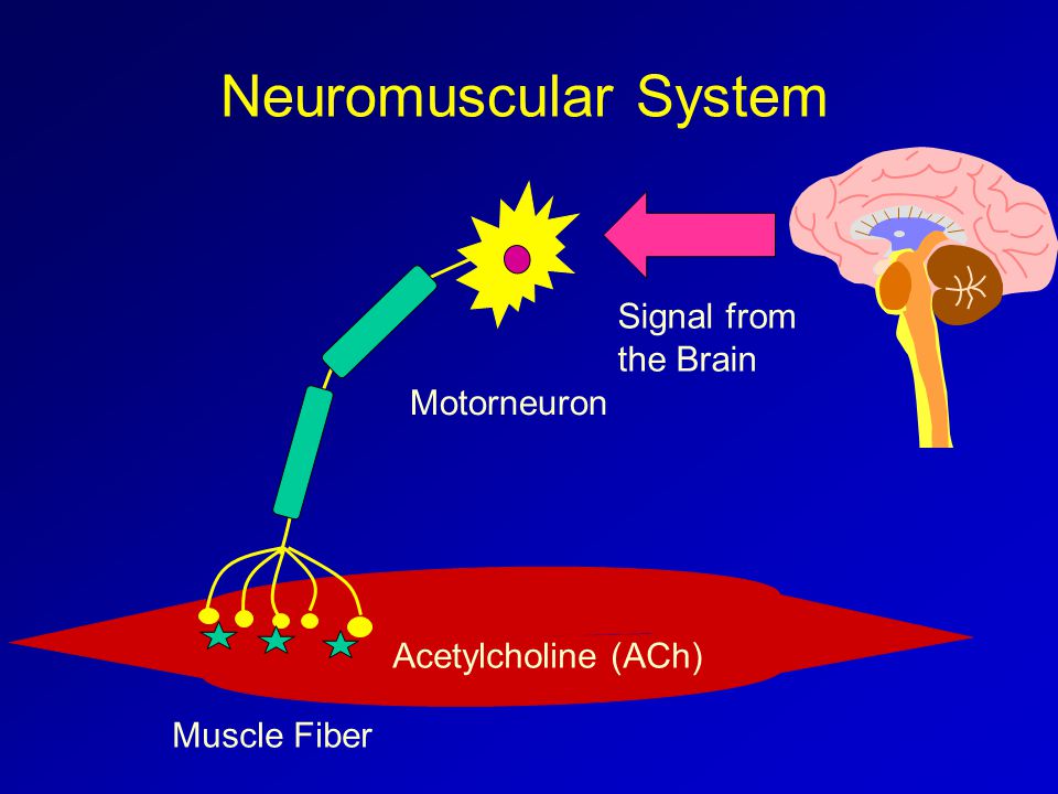 Motorneuron Muscle Fiber Signal from the Brain Acetylcholine (ACh)