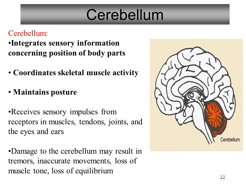 22 Cerebellum Cerebellum: Integrates sensory information concerning position of body parts Coordinates skeletal muscle activity Maintains posture Receives sensory impulses from receptors in muscles, tendons, joints, and the eyes and ears Damage to the cerebellum may result in tremors, inaccurate movements, loss of muscle tone, loss of equilibrium