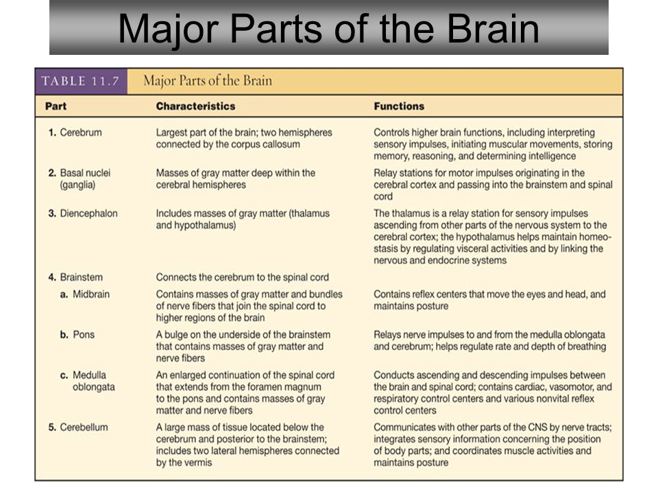 24 Major Parts of the Brain