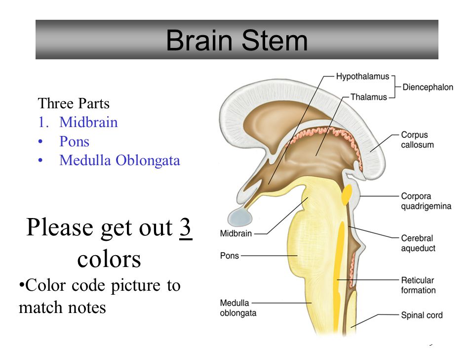 9 Brain Stem Three Parts 1.Midbrain Pons Medulla Oblongata Please get out 3 colors Color code picture to match notes