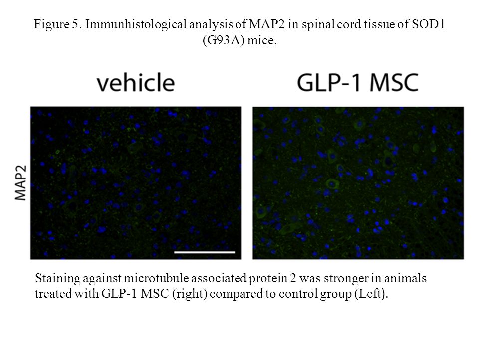 Figure 5. Immunhistological analysis of MAP2 in spinal cord tissue of SOD1 (G93A) mice.