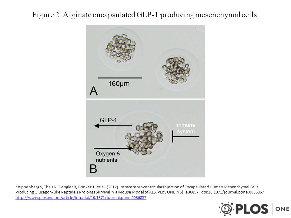 Figure 2. Alginate encapsulated GLP-1 producing mesenchymal cells.