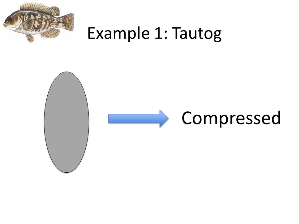 Example 1: Tautog Compressed