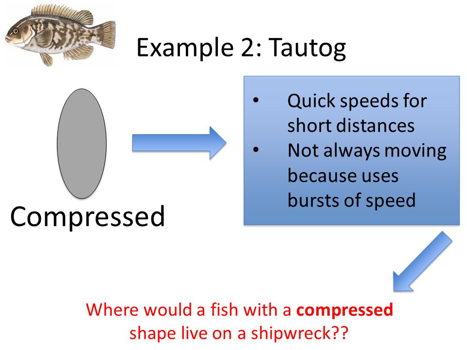 Example 2: Tautog Compressed Quick speeds for short distances Not always moving because uses bursts of speed Where would a fish with a compressed shape live on a shipwreck