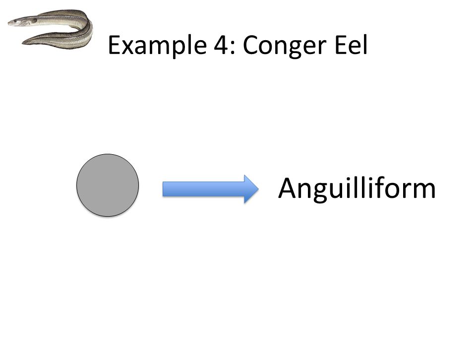 Anguilliform Example 4: Conger Eel