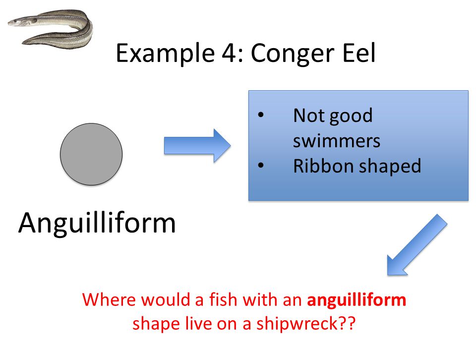 Not good swimmers Ribbon shaped Example 4: Conger Eel Anguilliform Where would a fish with an anguilliform shape live on a shipwreck