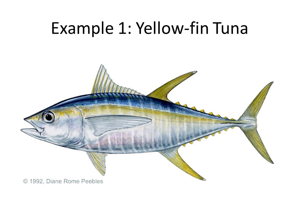 Example 1: Yellow-fin Tuna