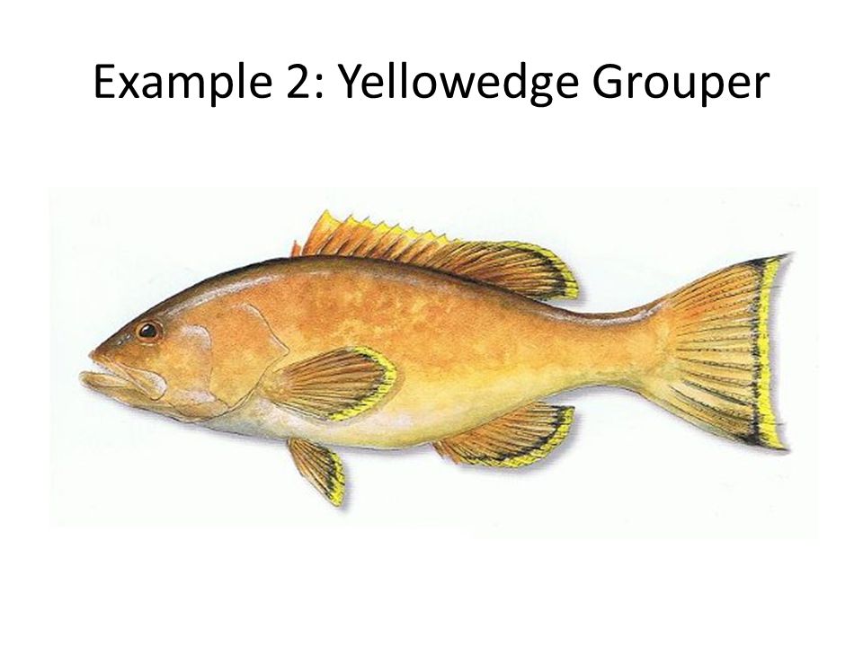 Example 2: Yellowedge Grouper
