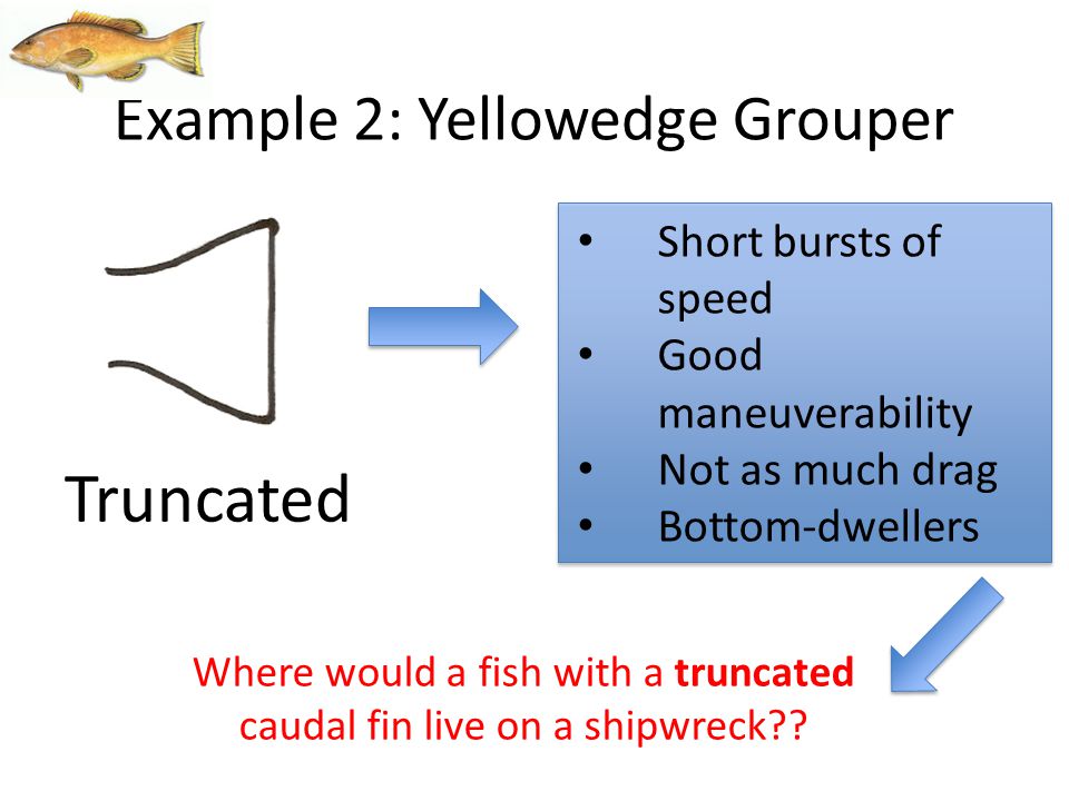 Short bursts of speed Good maneuverability Not as much drag Bottom-dwellers Truncated Example 2: Yellowedge Grouper Where would a fish with a truncated caudal fin live on a shipwreck