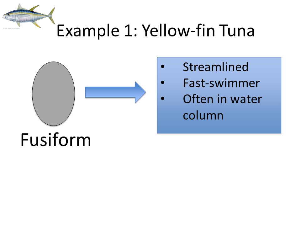 Example 1: Yellow-fin Tuna Fusiform Streamlined Fast-swimmer Often in water column