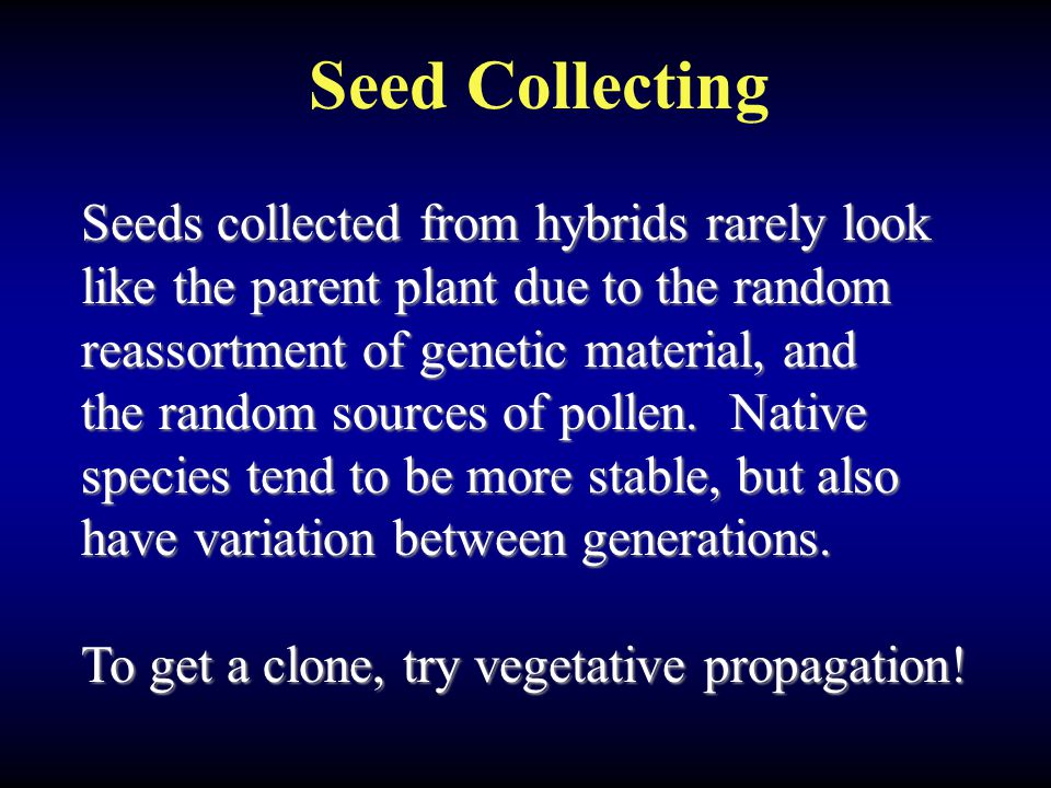 Seed Collecting Seeds collected from hybrids rarely look like the parent plant due to the random reassortment of genetic material, and the random sources of pollen.