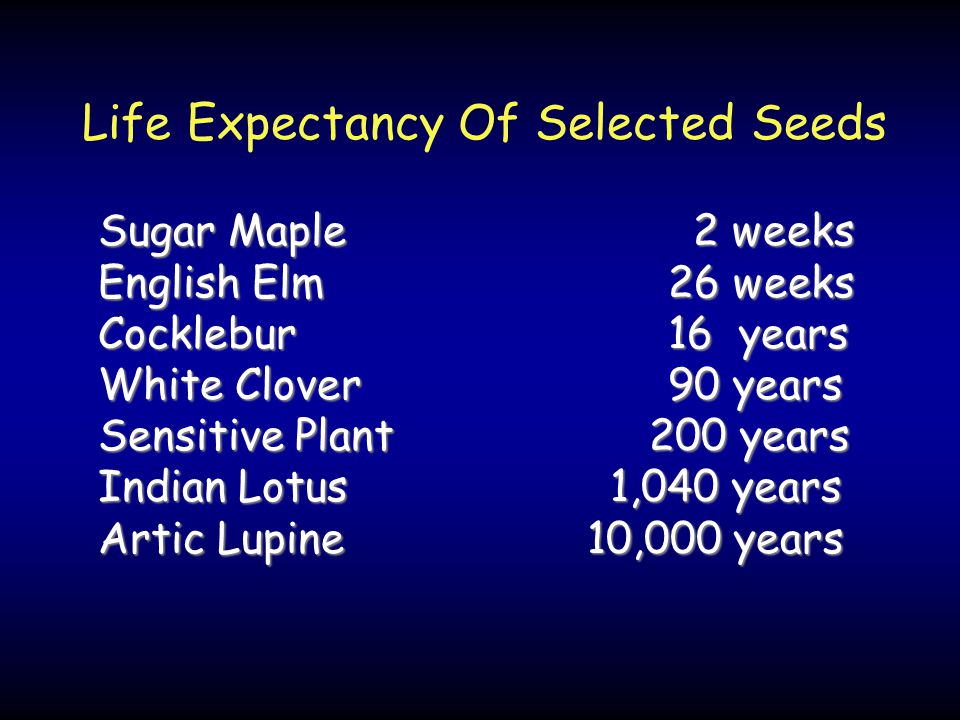 Life Expectancy Of Selected Seeds Sugar Maple 2 weeks English Elm 26 weeks Cocklebur 16 years White Clover 90 years Sensitive Plant 200 years Indian Lotus 1,040 years Artic Lupine 10,000 years