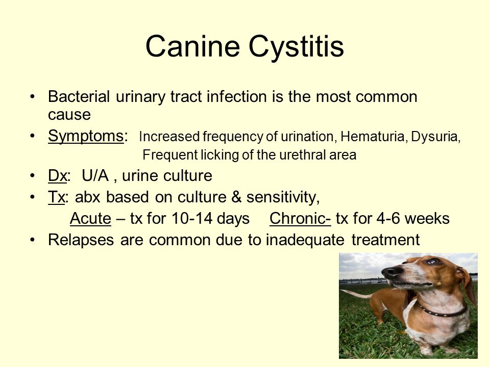 Canine Cystitis Bacterial urinary tract infection is the most common cause Symptoms: Increased frequency of urination, Hematuria, Dysuria, Frequent licking of the urethral area Dx: U/A, urine culture Tx: abx based on culture & sensitivity, Acute – tx for days Chronic- tx for 4-6 weeks Relapses are common due to inadequate treatment