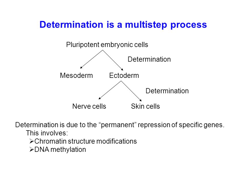 Determination is a multistep process Pluripotent embryonic cells MesodermEctoderm Nerve cells Skin cells Determination Determination is due to the permanent repression of specific genes.