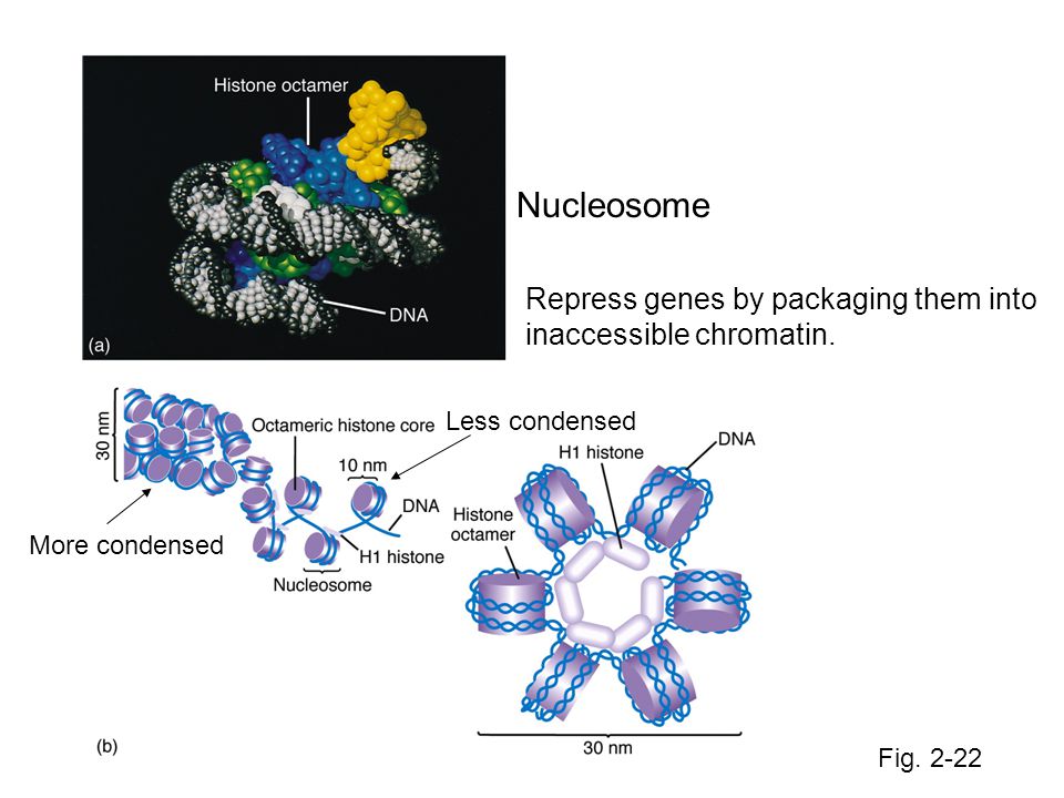 Repress genes by packaging them into inaccessible chromatin.