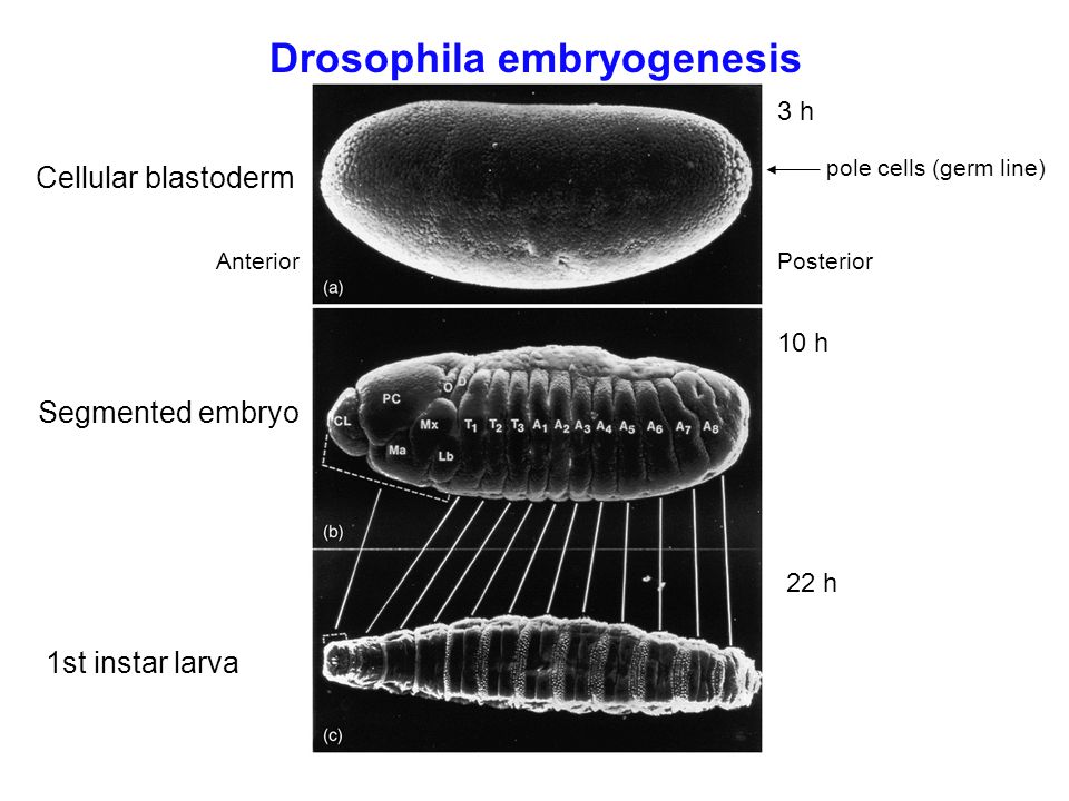 Drosophila embryogenesis 3 h 10 h 22 h Cellular blastoderm Segmented embryo 1st instar larva pole cells (germ line) AnteriorPosterior