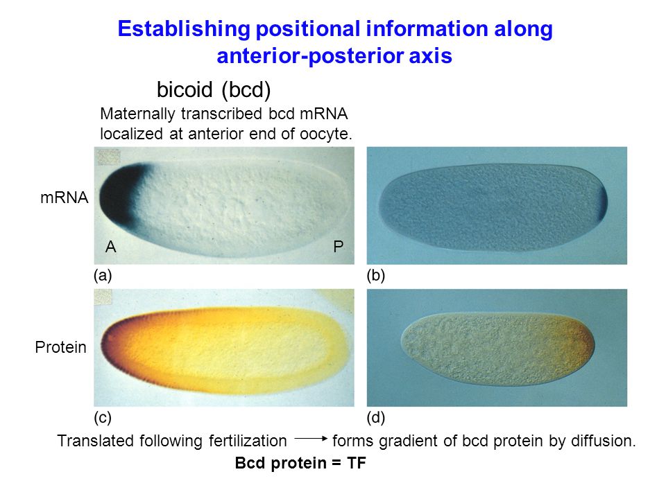 bicoid (bcd) mRNA Protein A P Translated following fertilization forms gradient of bcd protein by diffusion.