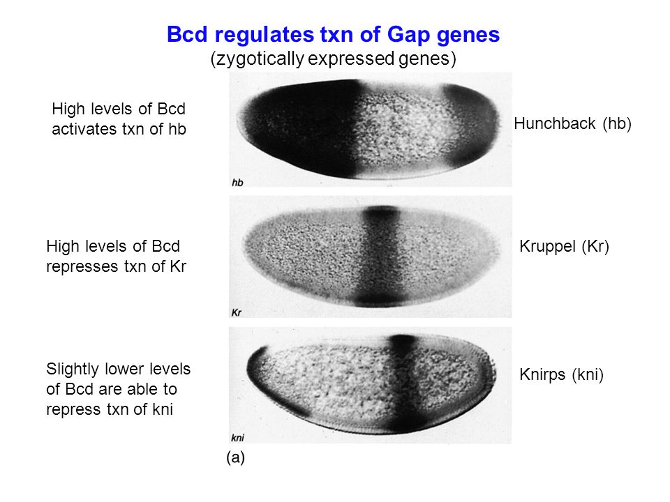 Bcd regulates txn of Gap genes (zygotically expressed genes) High levels of Bcd activates txn of hb High levels of Bcd represses txn of Kr Slightly lower levels of Bcd are able to repress txn of kni Hunchback (hb) Kruppel (Kr) Knirps (kni)