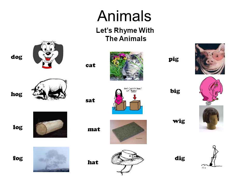 Animals Let’s Rhyme With The Animals dog hog log fog cat sat mat hat pig big wig dig