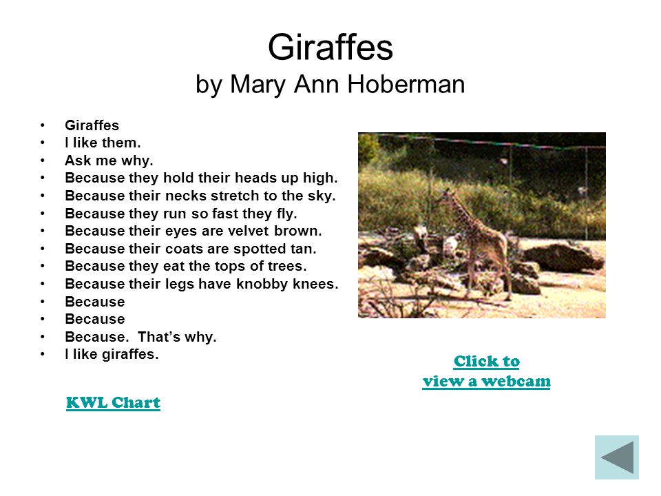 Giraffes by Mary Ann Hoberman Giraffes I like them.