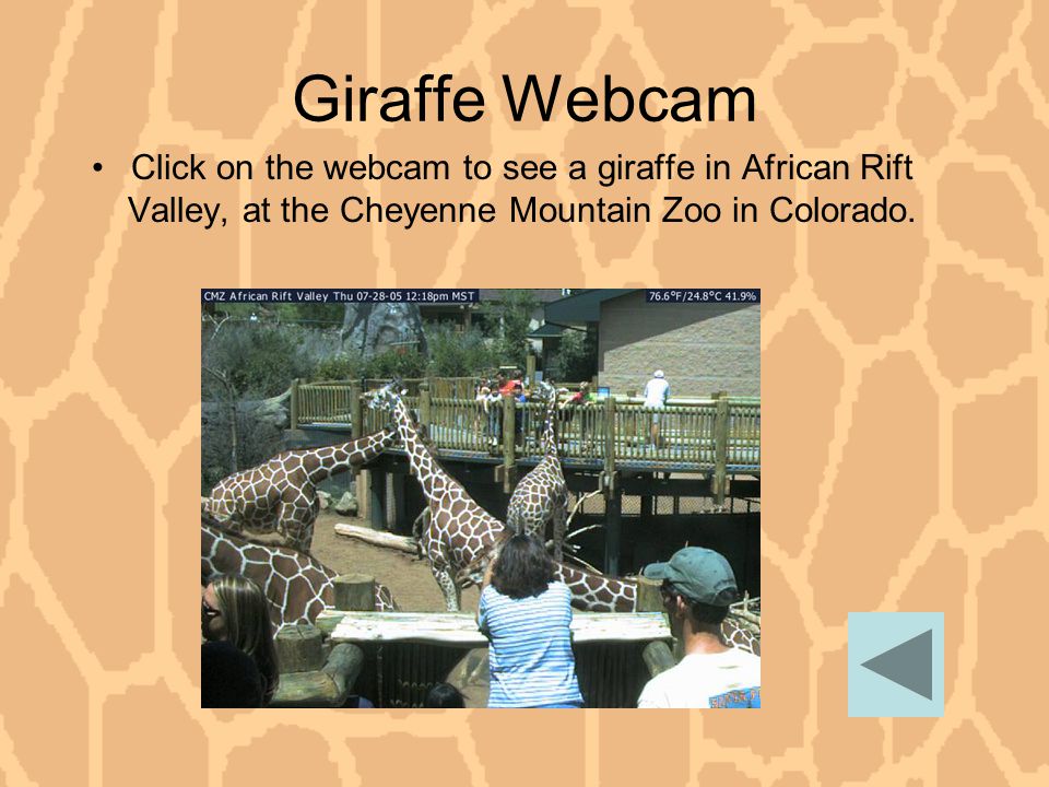 Giraffe Webcam Click on the webcam to see a giraffe in African Rift Valley, at the Cheyenne Mountain Zoo in Colorado.