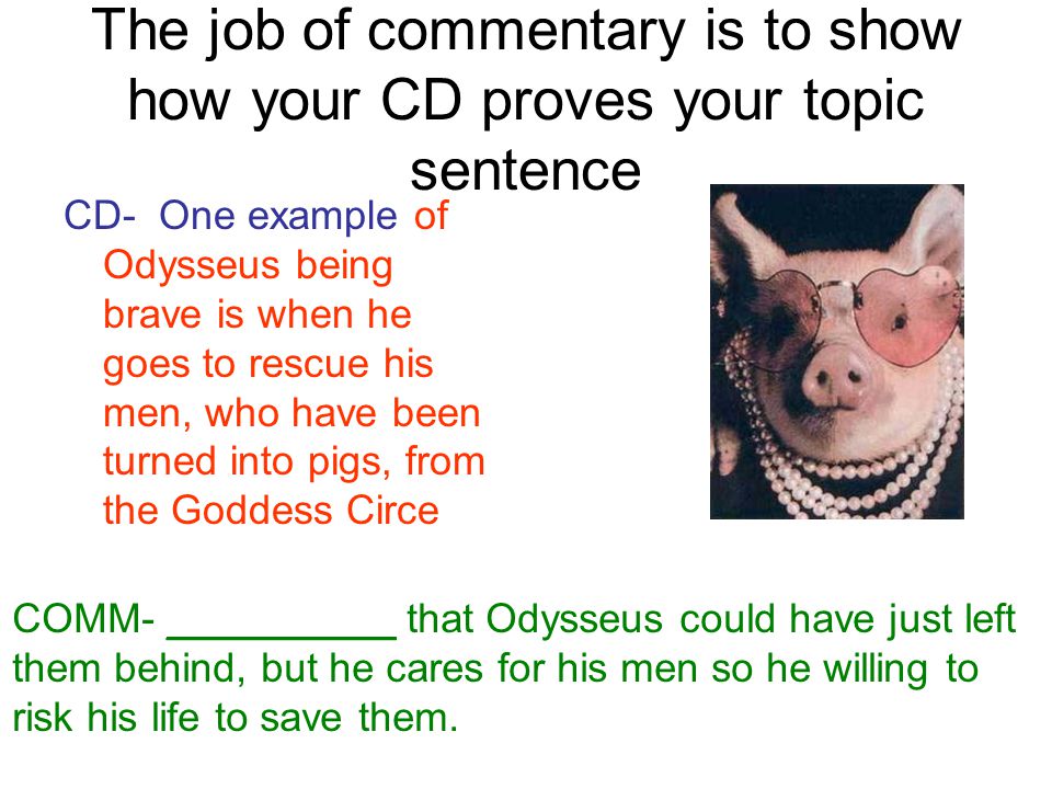 The job of commentary is to show how your CD proves your topic sentence CD- One example of Odysseus being brave is when he goes to rescue his men, who have been turned into pigs, from the Goddess Circe COMM- __________ that Odysseus could have just left them behind, but he cares for his men so he willing to risk his life to save them.