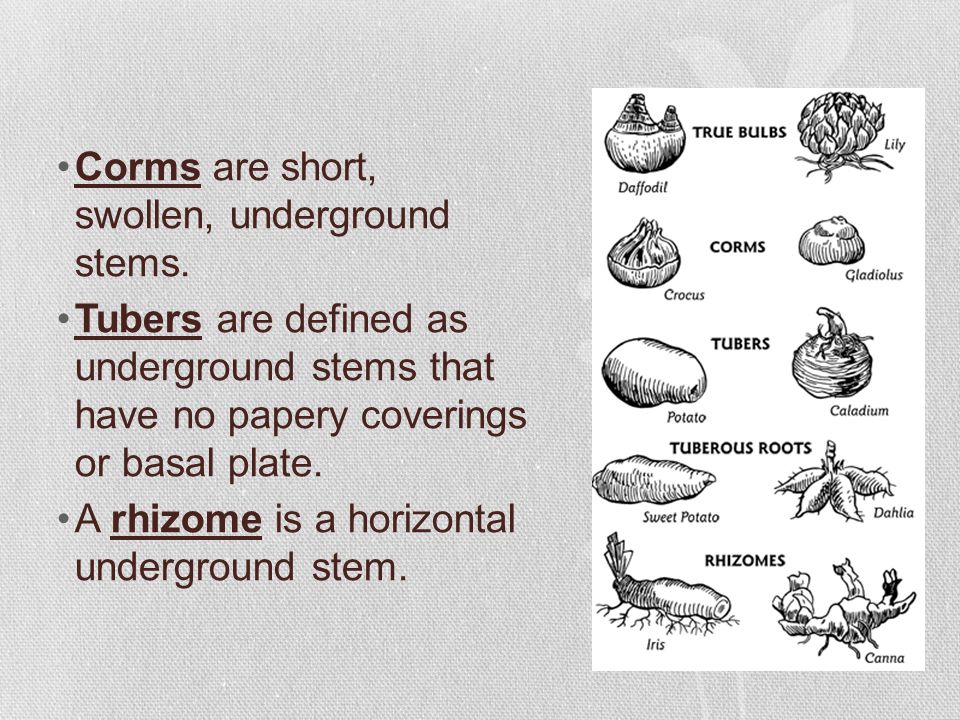 Growing and Forcing Bulbs, Corms, and Tubers LESSON ppt download