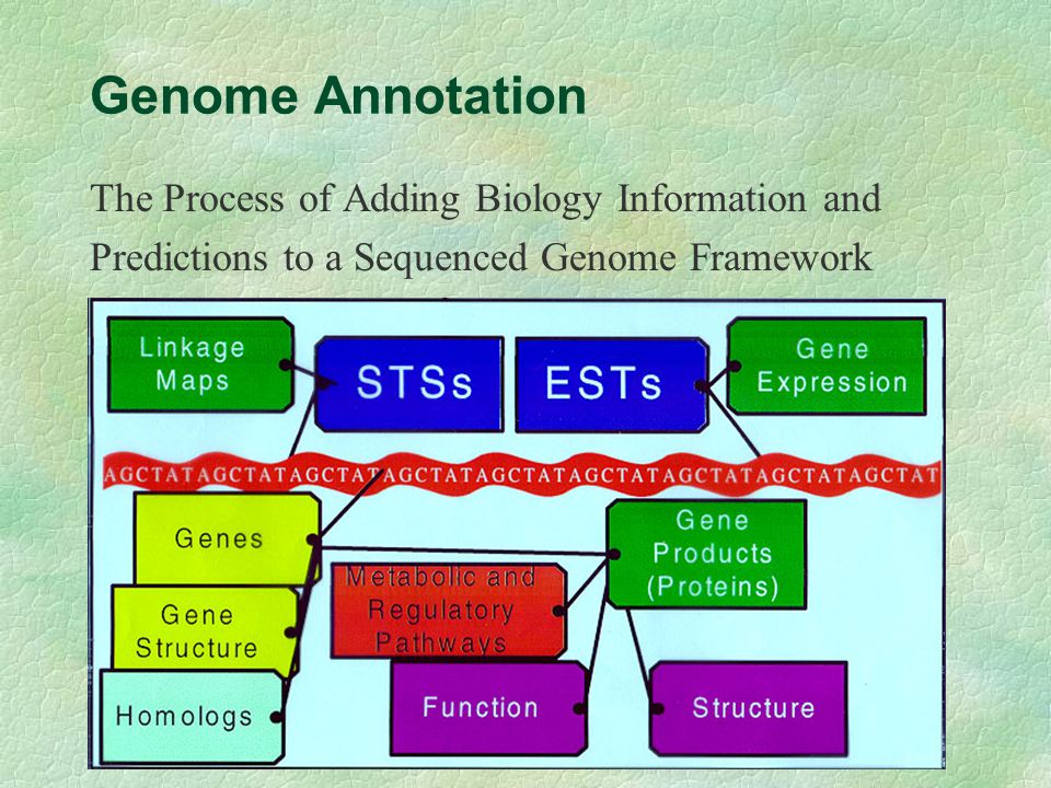 Application of Bioinformatics §Genome Annotation §Protein Structure Prediction §Proteomics §DNA Chip technology §Disease Diagnostics §Fingerprinting Technique §Drug/Vaccine Design