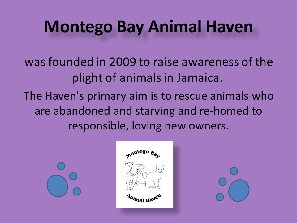 Montego Bay Animal Haven was founded in 2009 to raise awareness of the plight of animals in Jamaica.