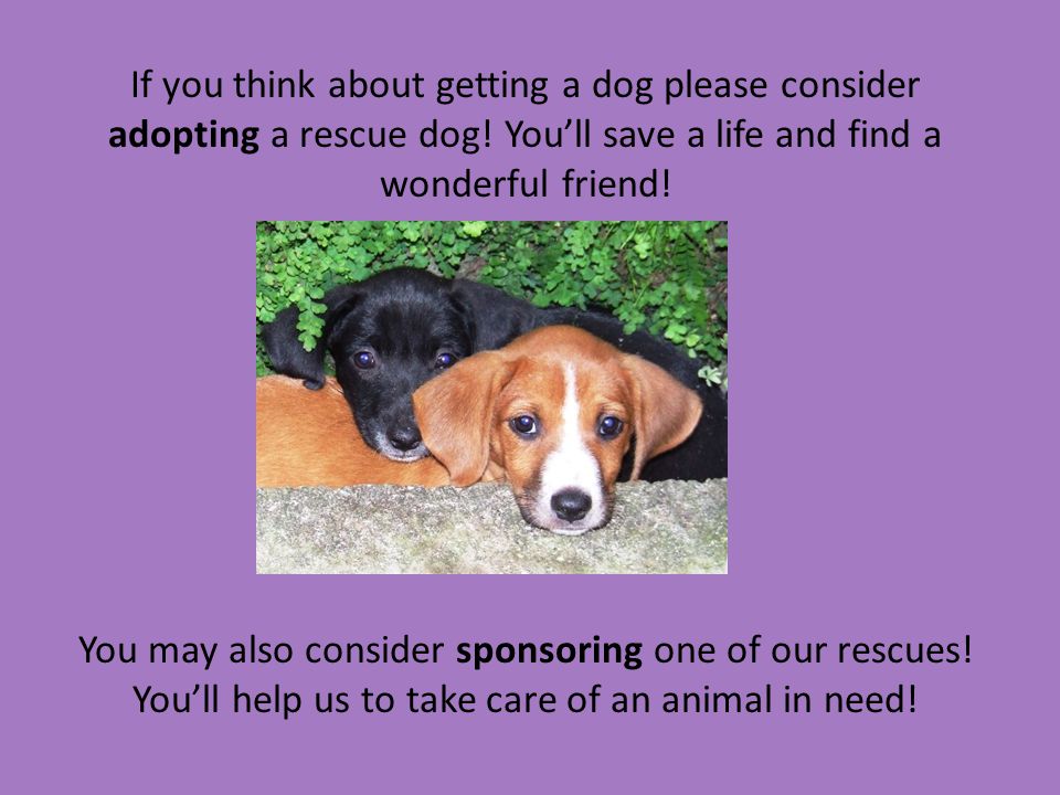 If you think about getting a dog please consider adopting a rescue dog.