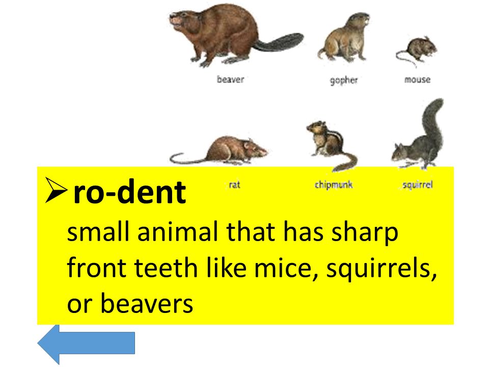 A rodent is any of an order of fairly small mammals (as mice, squirrels, or beavers) that have sharp front teeth used for gnawing.