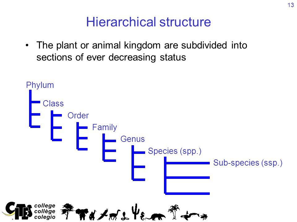 13 Hierarchical structure The plant or animal kingdom are subdivided into sections of ever decreasing status Class Order Family Genus Species (spp.) Sub-species (ssp.) Phylum