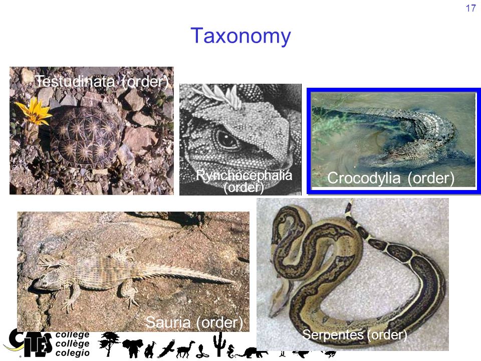 17 Taxonomy Reptilia (class) Sauria (order) Serpentes (order) Testudinata (order) Crocodylia (order) Rynchocephalia (order)